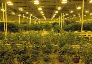 Leafline Labs