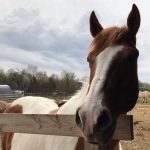 StablePathways5